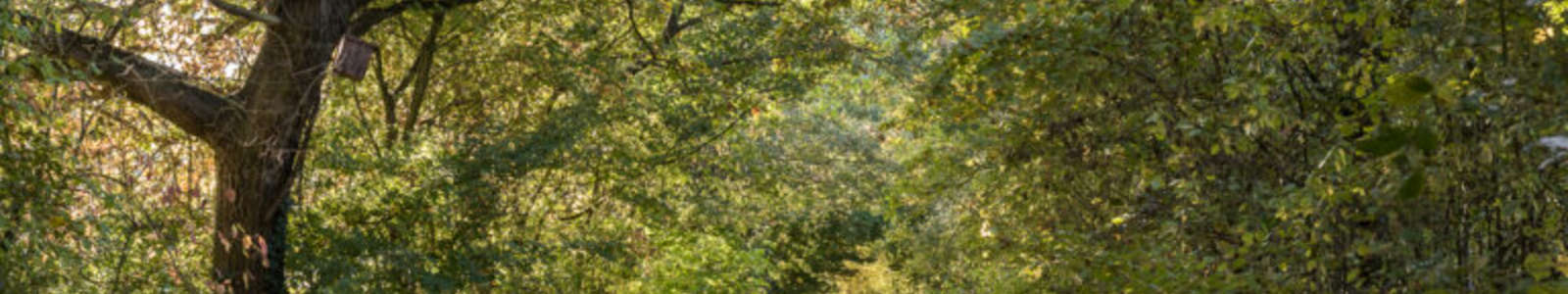 Vesprée gallo - Dimanche 1er mars 2026