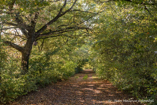 Vesprée gallo - Dimanche 1er mars 2026